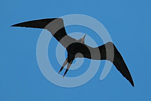 Flying Bird, Isla Juan Venado, Nicaragua photo
