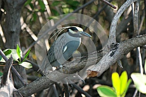 Bird, Isla Juan Venado, Nicaragua photo