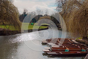 Moored Punts on the River Cam