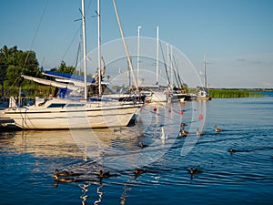 Moored sailing yachts in a row on a lake and duck family swimming near during summer vacation season with calm landscape