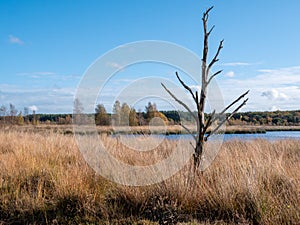Moorgrass, dead tree and water pool, peat bog in nature reserve Dwingelderveld, Drenthe, Netherlands