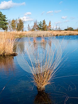 Moorgrass and water pool, peat bog in nature reserve Dwingelderveld, Drenthe, Netherlands photo