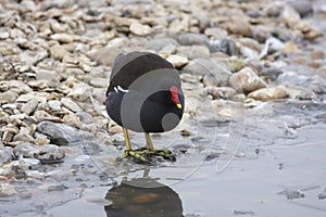 Moorhen