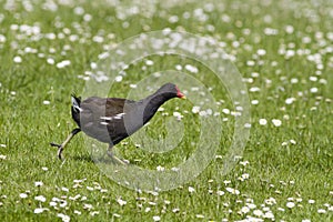 Moorhen