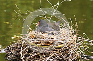 Moorhen