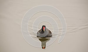 Moorhen in autumnal ambient