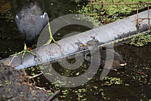 A Moorhen and Chick