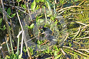 Moorhen chicks on waterweed