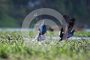 Moorhen combating