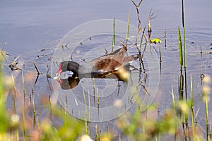 Moorhen Eating (Gallinula chloropus) and Swimming