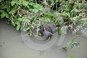 Moorhen on the edge of canal side vegetation