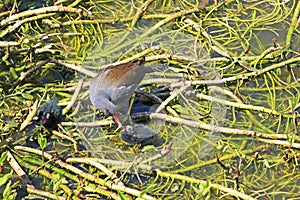 Moorhen feeding her chicks on waterweed