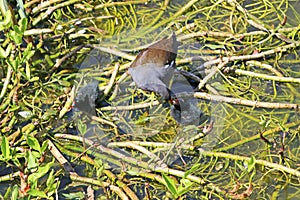 Moorhen feeding her chicks on waterweed