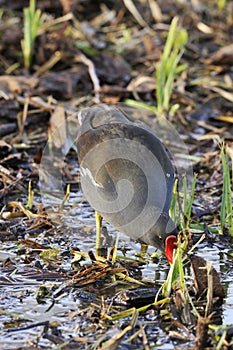 Moorhen - Gallinula chloropus