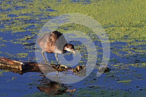 Moorhen ( Gallinula chloropus)