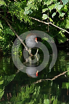 Moorhen, Gallinula chloropus