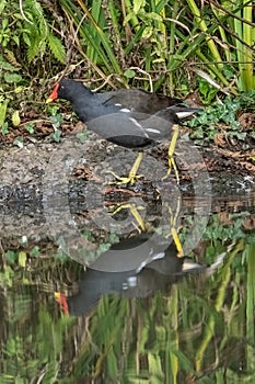 Moorhen (Gallinula chloropus