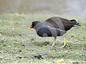 Moorhen, Gallinula chloropus