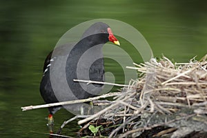 Moorhen, Gallinula chloropus