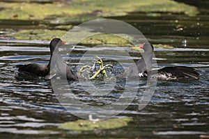 Moorhen, Gallinula chloropus