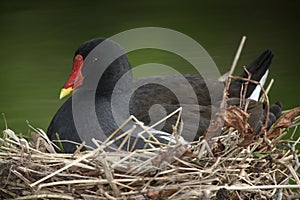 Moorhen, Gallinula chloropus