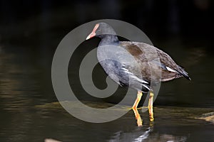 Moorhen, Gallinula chloropus