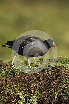 Moorhen, Gallinula chloropus,