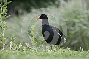 Moorhen, Gallinula chloropus