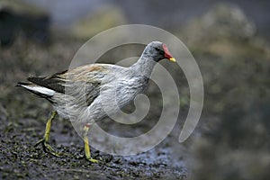 Moorhen, Gallinula chloropus,