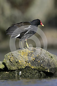 Moorhen, Gallinula chloropus,