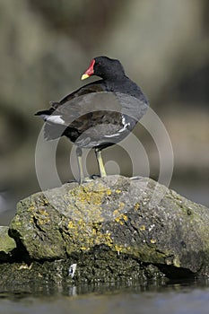 Moorhen, Gallinula chloropus,