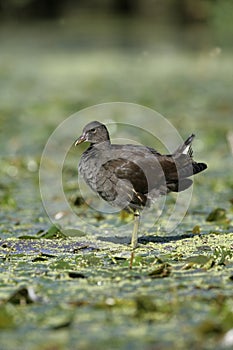 Moorhen, Gallinula chloropus,