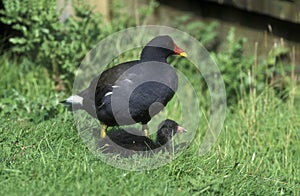 Moorhen, Gallinula chloropus,