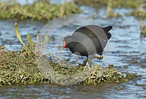 A Moorhen, Gallinula chloropus, hunting for food in the mud at the edge of a freshwater lake, on the Norfolk, coast.
