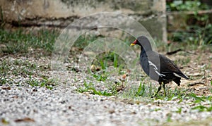 The Moorhen & x28;Gallinula chloropus & x28;Linnaeus, 1758& x29;& x29; is a bird of the Rallid family