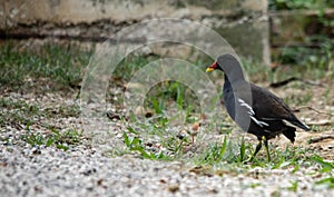 The Moorhen & x28;Gallinula chloropus & x28;Linnaeus, 1758& x29;& x29; is a bird of the Rallid family