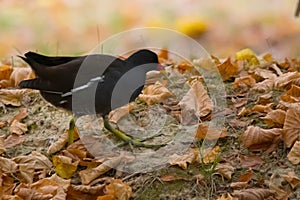 The Moorhen & x28;Gallinula chloropus & x28;Linnaeus, 1758& x29;& x29; is a bird of the Rallidae family