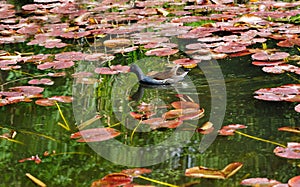 Moorhen Gallinula chloropus wetland bird