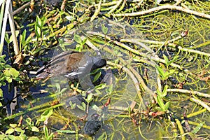 Moorhen and chicks on waterweed photo