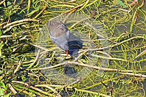 Moorhen with her chicks on waterweed