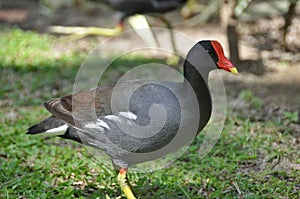 Moorhen (lat. Gallinula chloropus)