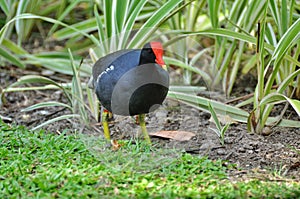 Moorhen (lat. Gallinula chloropus)