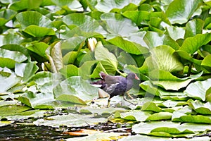 Moorhen on a lilly pond, Hofgarten, Augsburg, Germany