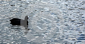 A Moorhen on the open water