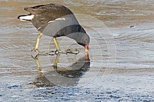 A moorhen pecking the ice