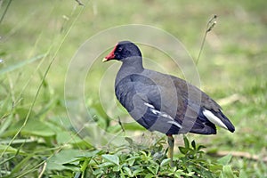 Moorhen resting on the grass