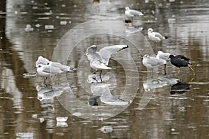 Moorhen and Seagulls on thin ice