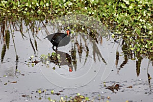 A moorhen in a swamp wading for food.