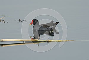 Moorhen swimming on river water with reflection