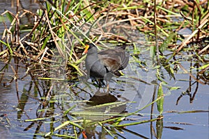 A moorhen wading in the marsh.